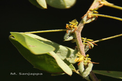 Indigofera santapaui